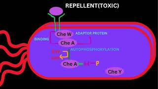 BACTERIAL SIGNALLINGCHEMOTAXSISPART 2 [upl. by Possing460]