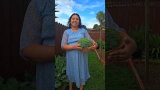 Broccoli Harvest  ബ്രോക്കോളി വിളവെടുപ്പ് broccoli homegarden harvest homegrown shorts [upl. by Sauncho]