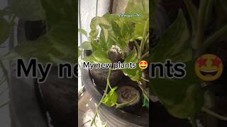 New plants 🤗 plants shorts subscribe [upl. by Dnanidref845]