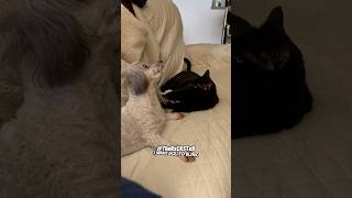 That Cat Has Mind Control  RxCKSTxR Comedy Voiceover [upl. by Nasus]