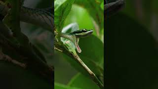 Watch this Parrot snake Yawning in Corcovado [upl. by Ahsiuqel]