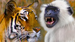 Monkeys Sound Alarm To Save Deer From A Tiger  Life  BBC Earth [upl. by Polloch]