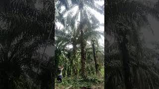 manen pokok tinggi boloslmsobatpanensawet [upl. by Aronoh]