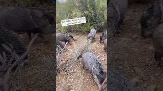 Adorable javelinas javelina wildanimals grandcanyon shorts usa nature adorable us [upl. by Leikeze]