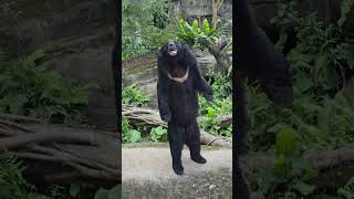 台灣黑熊Formosan Black BearTaipei Zoo [upl. by Kcirttap]