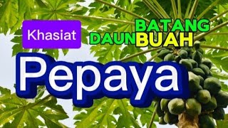 Manfaat Pohon Pepaya Buah Daun Bunga dan Batangnya [upl. by Holman]