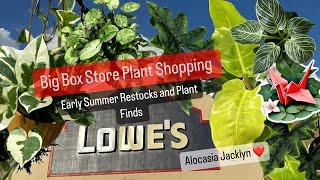 Big Box Store Plant Shopping at Lowes Huge Selection of Indoor and Outdoor Plants for Sale [upl. by Hareema]