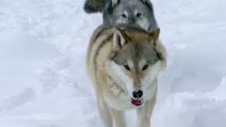 Yellowstone Wolves The Renewal of Nature Trailer [upl. by Yorgerg]