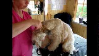 SoftCoated Wheaten Terrier trimming with clippers  Part 2 [upl. by Rimidalg]