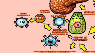 FISIOPATOLOGIA DE PANCREATITIS AGUDA POR DR BELZU [upl. by Levan]