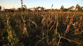 Agroforestry in Kenya is supporting both climate adaptation and mitigation [upl. by Maximilian]