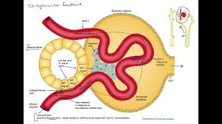 Tubuloglomerular feedback [upl. by Ruamaj]