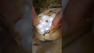 How Oysters Are Tricked Into Making Pearls 🤯 [upl. by Charis]