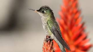 Picaflor Rubí o Colibrí Austral Cantando Sonido para Llamar El Mejor [upl. by Eilzel]