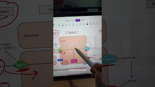 Iron absorption  Dr Pawan nagar tcml [upl. by Harrington]