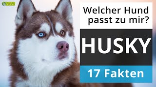 Ist ein Husky der richtige Hund für mich 17 Fakten über Huskys [upl. by Acherman]