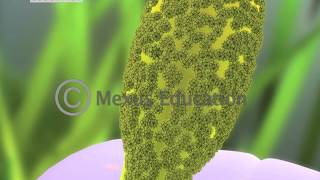 Mitosis and Fertilisation in Flowering Plants [upl. by Kcirrez]