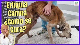 🆘 ERLIQUIA CANINA ¿COMO SE CURA SÍNTOMAS TRATAMIENTO CASERO FASE TERMINAL 🆘 [upl. by Annoyik]