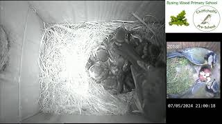 Bysing Wood Primary School Bird Box Live Stream [upl. by Aikemet]