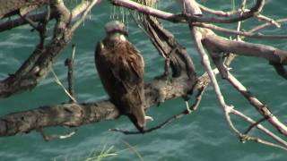 Eastern Osprey Pandion cristatus  Fischadler 1 [upl. by Gussy581]