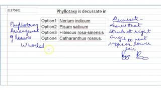 Phyllotaxy is decussate in [upl. by Hamil]