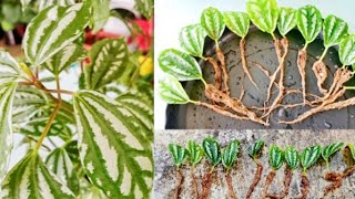 Care Tips  Leaf And Stem Propagation of Pilea CadiereiAlluminium Plant [upl. by Alexandros]