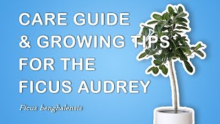 Growing amp Caring For the Ficus Audrey Ficus Benghalensis [upl. by Rip]