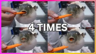 pufferfish eating carrot meme million times [upl. by Behka455]