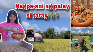 Nagluto ako ng Bicol Express  Anihan na sa Bukid  Ka Mangyan Vlogs [upl. by Kedezihclem730]