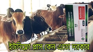 এসিআই এর ম্যাজিকাল এন্টিবায়োটিক ইউনিফ্লো প্লাস  ANIMAL HEALTH CARE [upl. by Yhtomit]