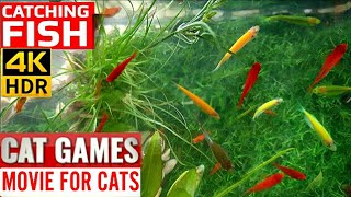 CAT GAMES FISH  Catching Goldfish Fish Video for Cats to Watch [upl. by Surtemed]