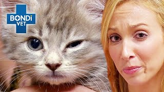 Orphaned Kitten Needs A Miracle 😿  Bondi Vet Clips  Bondi Vet [upl. by Farnsworth]