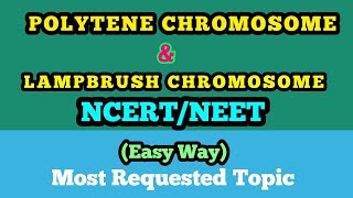 NEETGENETICS Polytene Chromosome and Lampbrush Cromosome Easy Way [upl. by Eirrem874]