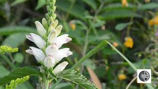 Galane glabreWhite Turtlehead Chelone glabra [upl. by Svirad124]