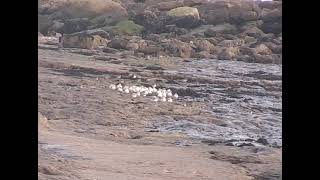 Birds rest out the stormy seas Oystercatchers purple sandpipers shorebirds [upl. by Goodspeed]