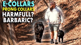 ECollars Prong Collars Harmful or Helpful Balanced Dog Training [upl. by Audrye179]