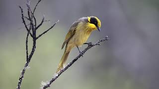 Honeyeater Yellow tufted [upl. by Alfi581]