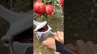 Pomegranate juice 🧃 trendingshorts fruit recommended [upl. by Gebler]