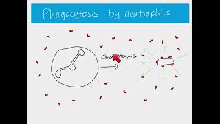 AS Biology  Phagocytosis [upl. by Anileva]