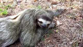 Petting a Wild ThreeToed Sloth [upl. by Nyleimaj701]