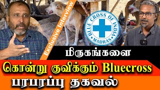 chennai blue cross kills puppies dogs and cats [upl. by Matthews219]