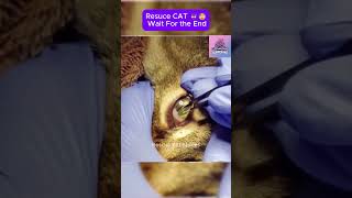 Rescue cat  wait for the end CatRescue RescueCat cat pets rescue [upl. by Ymor111]