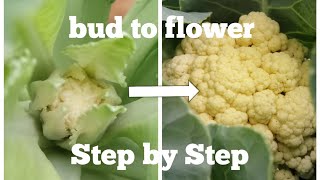 Cauliflower growing from a bud to flower step by steptimelapse [upl. by Aihsotan]