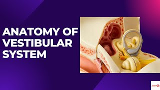 ANATOMY OF VESTIBULAR SYSTEMWHAT ARE SEMICIRCULAR CANALSVESTIBULAR DISORDERS [upl. by Danette792]