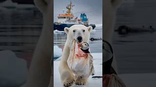 A touching film about a bear cub who asks for help from a sailor to save his friend from danger [upl. by Giacamo703]