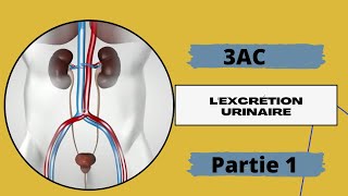 3AC chapitre 5 lexcrétion urinaire 🔻 partie 1 [upl. by Vaules]