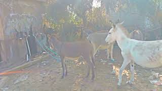 Donkeys playing beautiful donkey moments happy [upl. by Htrowslle]