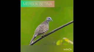 Suara merbuk betina [upl. by Hurst]