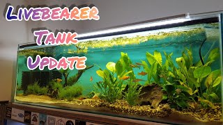 Livebearer tank featuring guppies mollies amp swordtails [upl. by Bowerman]