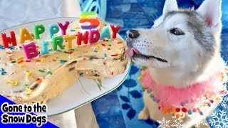 How to Make a Dog Birthday Cake  Birthday Cake For Dogs  DIY Dog Treats Recipe 98 [upl. by Nosreme]